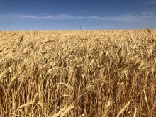 “You go into it thinking wheat is wheat is wheat — and you find out that’s not the case.”