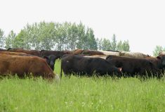 File: Cattle grazing in a field.