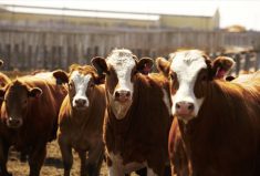 Compared to other nations, Canada has a fairly robust system when it comes to traceability, says the general manager of the Canadian Cattle Identification Agency.