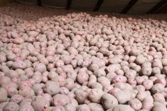 File photo of potatoes in storage. (Kativ/E+/Getty Images)