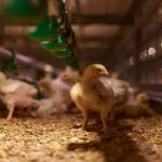 File photo of young birds on a Canadian broiler operation. (Elena Bionysheva-Abramova/iStock/Getty Images)