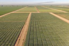 Drone photo at the CIMMYT wheat fields near Sonora, Mexico.