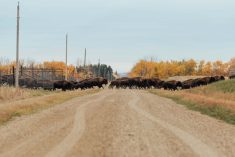 Bison are intelligent animals and they quickly get the hang of rotational grazing, says Dan Sych. But when moving to a fresh paddock, they prefer to run, not walk.