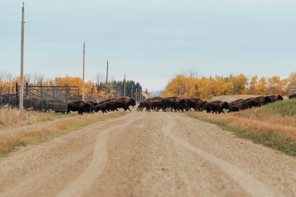 Bison are intelligent animals and they quickly get the hang of rotational grazing, says Dan Sych. But when moving to a fresh paddock, they prefer to run, not walk.
