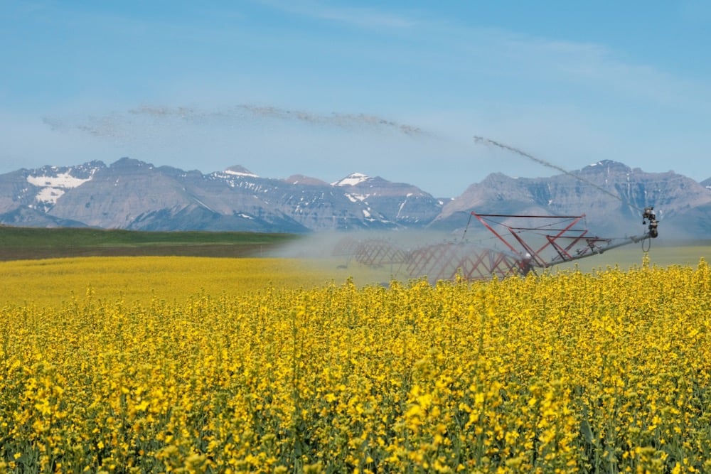 While Alberta's south saw a four per cent increase, its value of land for irrigation jumped by almost 30 per cent.