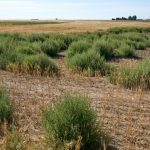 Kochia is becoming an increasing problem across the southern part of Alberta.