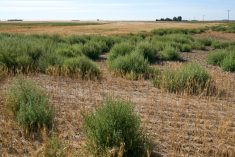 Kochia is becoming an increasing problem across the southern part of Alberta.