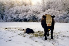 Seven tips for calving season