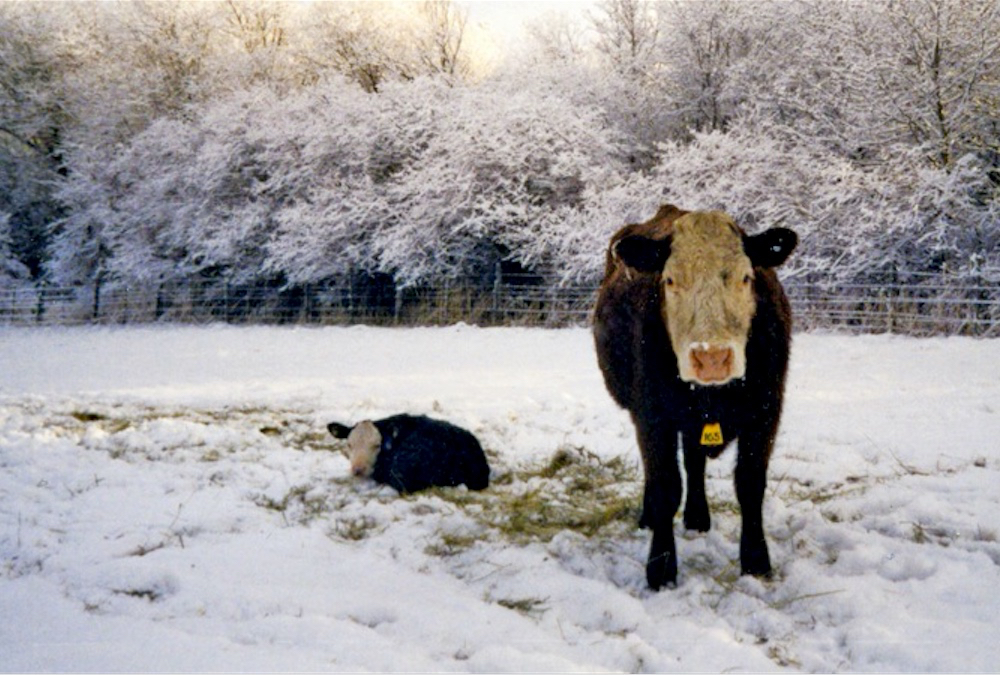 Seven tips for calving season