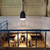 Heat lamps can help newborn livestock stay warm during harsh weather.