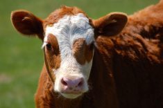 Recognize a beef researcher