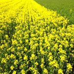 Rapeseed field, canola crops