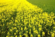 Rapeseed field, canola crops