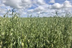 New funding for crop variety trials