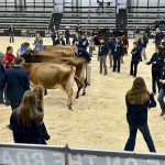 Judging competition organizers do their best to keep the competitors on their toes. For example, they might be told there will be a “beef class” but they won’t know if it will be a bull, heifer or market steer class.