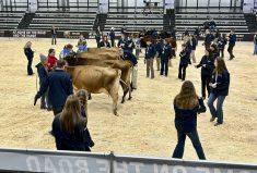 Judging competition organizers do their best to keep the competitors on their toes. For example, they might be told there will be a “beef class” but they won’t know if it will be a bull, heifer or market steer class.