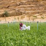 File photo of an irrigated alfalfa stand in Saudi Arabia. (JohnnyGreig/E+/Getty Images)
