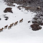 While Mycoplasma ovipneumoniae (Movi) may be asymptomatic or only cause respiratory problems for domestic sheep, it’s fatal in Bighorns.