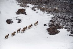 While Mycoplasma ovipneumoniae (Movi) may be asymptomatic or only cause respiratory problems for domestic sheep, it’s fatal in Bighorns.
