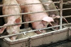 Demand for pork is expected to remain strong in 2023.