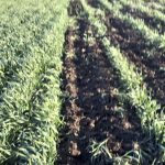 This winter rye field on John Kolk’s property has been strip-tilled in preparation for planting canola.