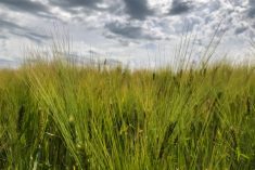 A barley crop south of Ethelton, Sask. on July 30, 2019. (Dave Bedard photo)
