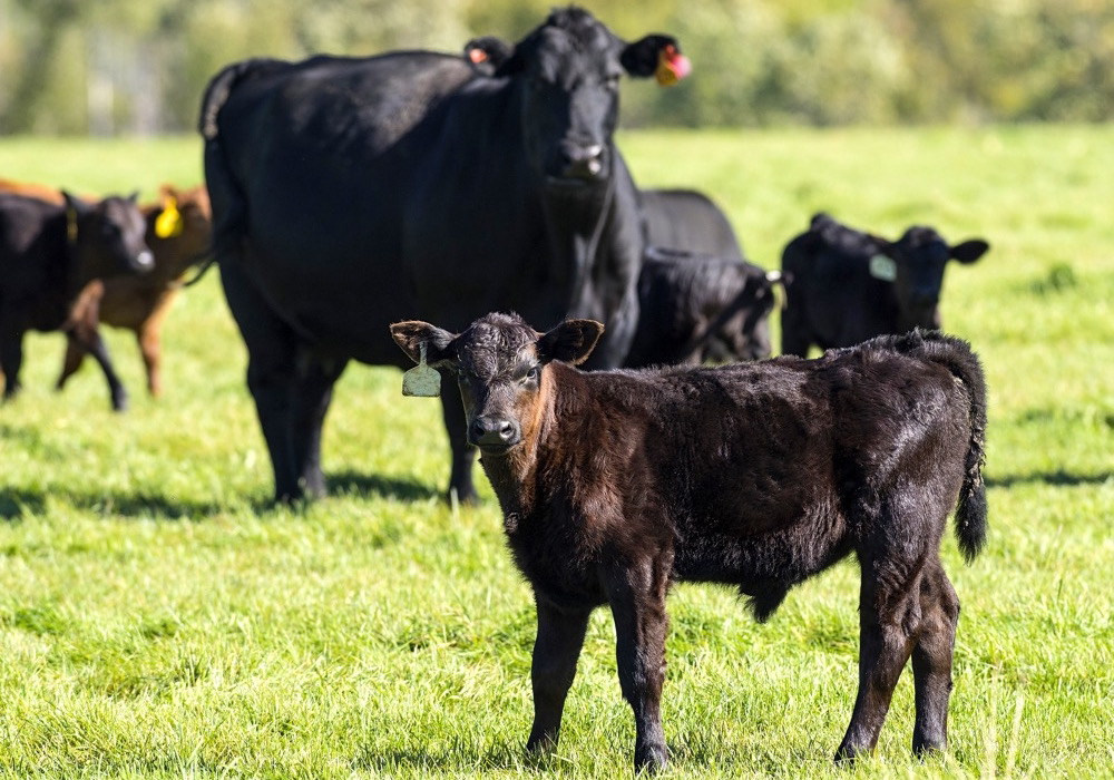 Livestock groups have long lobbied for a foot-and-mouth vaccine bank, saying an outbreak here would hit producers as hard as BSE did.