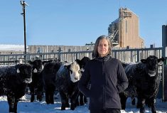 Feeding seaweed to cattle to reduce methane emissions is a hot idea these days but there are issues with that, says leading expert Karen Beauchemin.