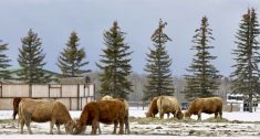 By next spring, producers who take advantage of a new program called RALP could be turning their cattle onto rejuvenated pastures or ones set up for rotational grazing. Those are two of many projects eligible for grants under the new federal-provincial ag funding framework.