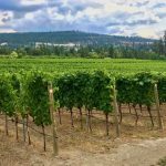 A vineyard at Naramata in B.C.’s Okanagan Valley. (File photo by Dave Bedard)