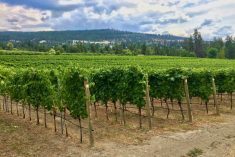 A vineyard at Naramata in B.C.&#8217;s Okanagan Valley. (File photo by Dave Bedard)
