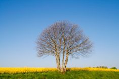 File photo of a canola field in northern France&#8217;s Normandy region. (Brasil2/iStock/Getty Images)
