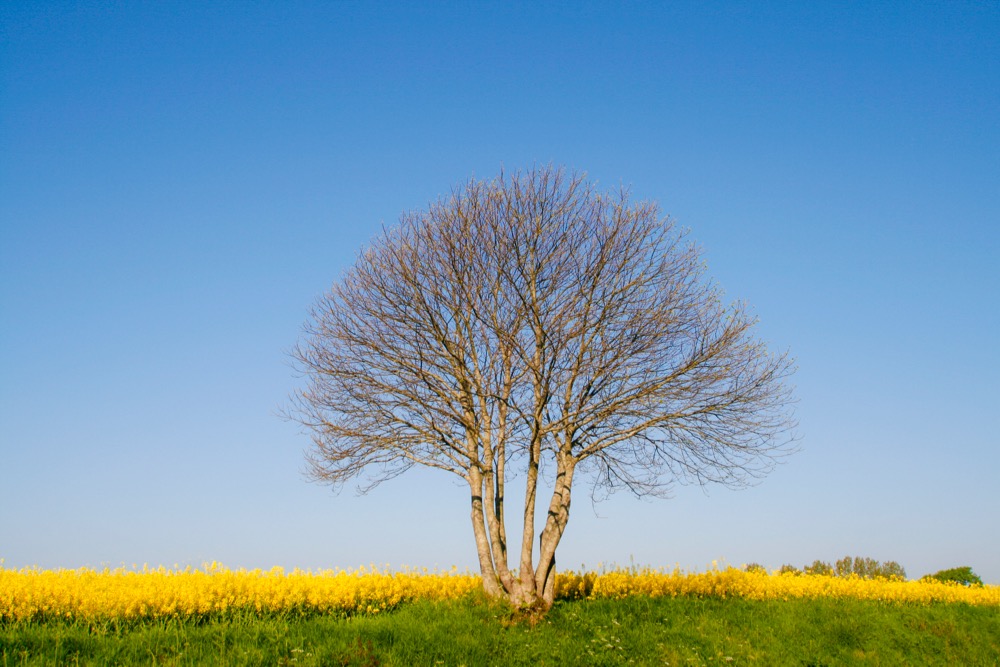 File photo of a canola field in northern France’s Normandy region. (Brasil2/iStock/Getty Images)
