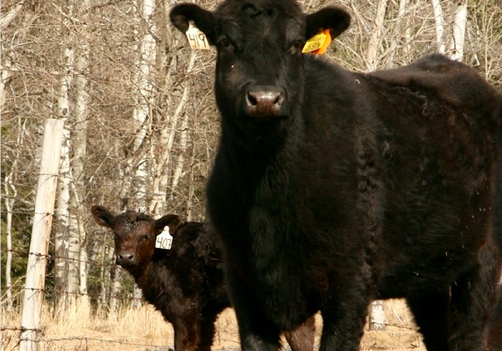 Calving and pasture capacity videos