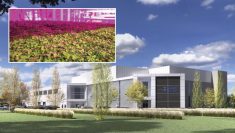 As this rendering of GoodLeaf Farms’ new Montreal facility shows, there’s little to distinguish an indoor farm from its industrial park neighbours. The one is southeast Calgary will be similar. But GoodLeaf says the operation will produce nearly two millions pounds of microgreens and baby greens annually.