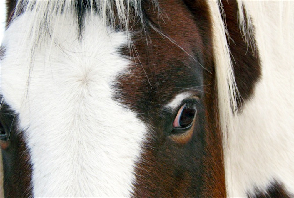 Epigenetics underscores the need of getting a foal off to a good start