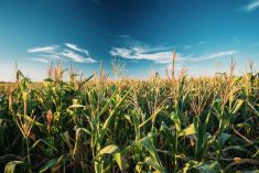 If you already have a precision planter for corn, it can work for other crops. Although it produces better, more even emergence, the yield benefit isn't always there, says Gurbir Dhillon, who has been conducting precision planting trials for several years.