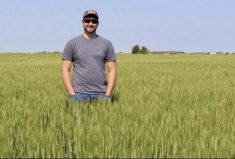 High yields and improved varieties are boosting winter wheat acres in Manitoba, says Alex Griffiths of Ducks Unlimited Canada.