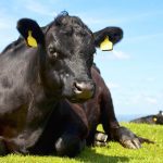 New beef sector scholarship
