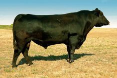 More information is better when looking for your next herd sire