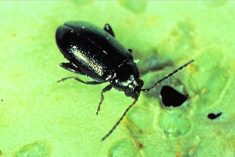 Flea beetle. (Photo courtesy Canola Council of Canada)
