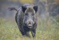 A wild boar running from danger, autumn colours behind him