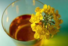 Canola, palm oil prices track closely