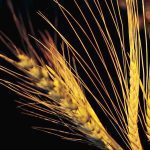 Barley scholarship on offer