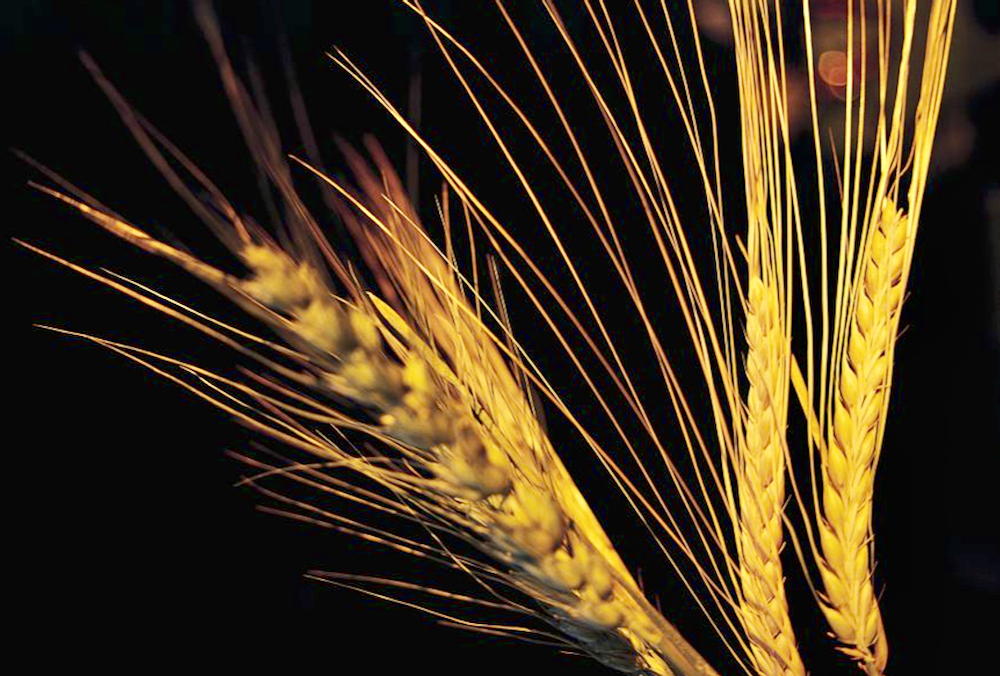 Barley scholarship on offer 