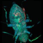 A 3D reconstruction of microscope image data from
a lygus bug nymph treated
with fluorescent nanoparticles. The red channel is the nanoparticle fluorescence, which shows the path of the nanoparticle and helps researchers discover the location in the pest where the active ingredient will be most effective.