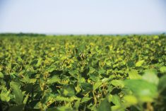 “This solution was developed specifically for this market and has proven performance on major pulse diseases regardless of a pathogen’s resistance status.” – Sylvain Mialon.