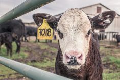 “There can be no doubt that
when you have a higher cost at
the processing level, over time
that gets reflected back on what
producers get paid.”