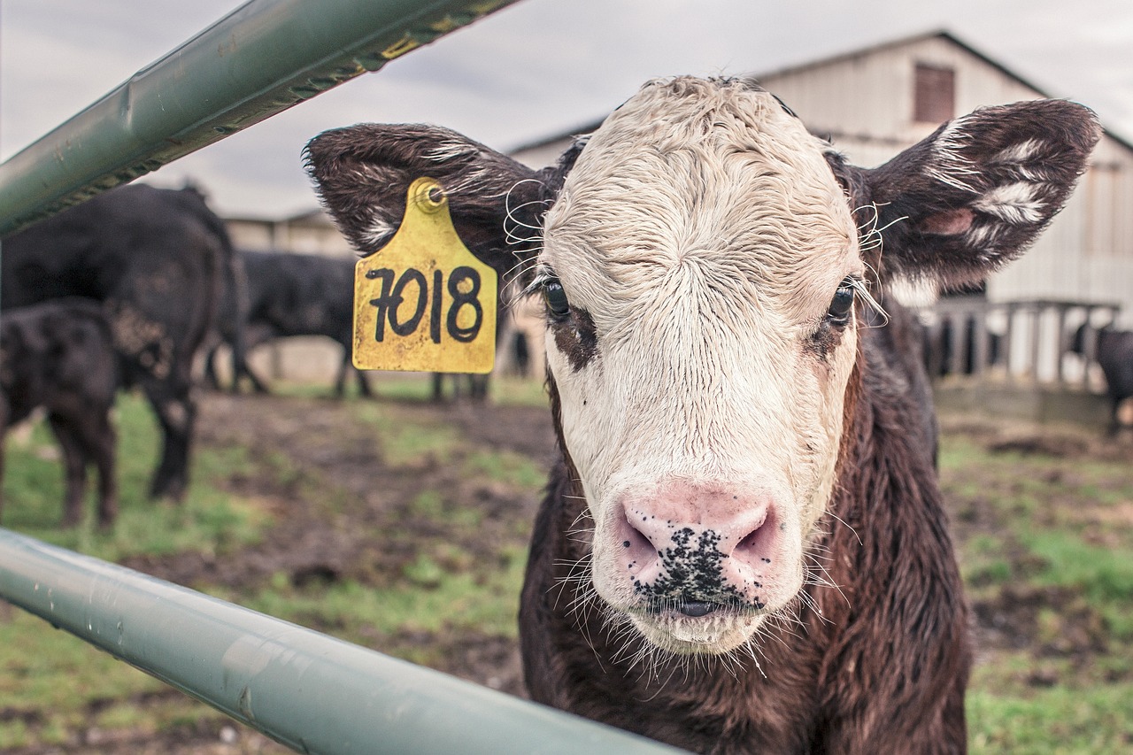 “There can be no doubt that
when you have a higher cost at
the processing level, over time
that gets reflected back on what
producers get paid.”