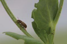 Pea leaf weevil. (Alberta Agriculture photo)
